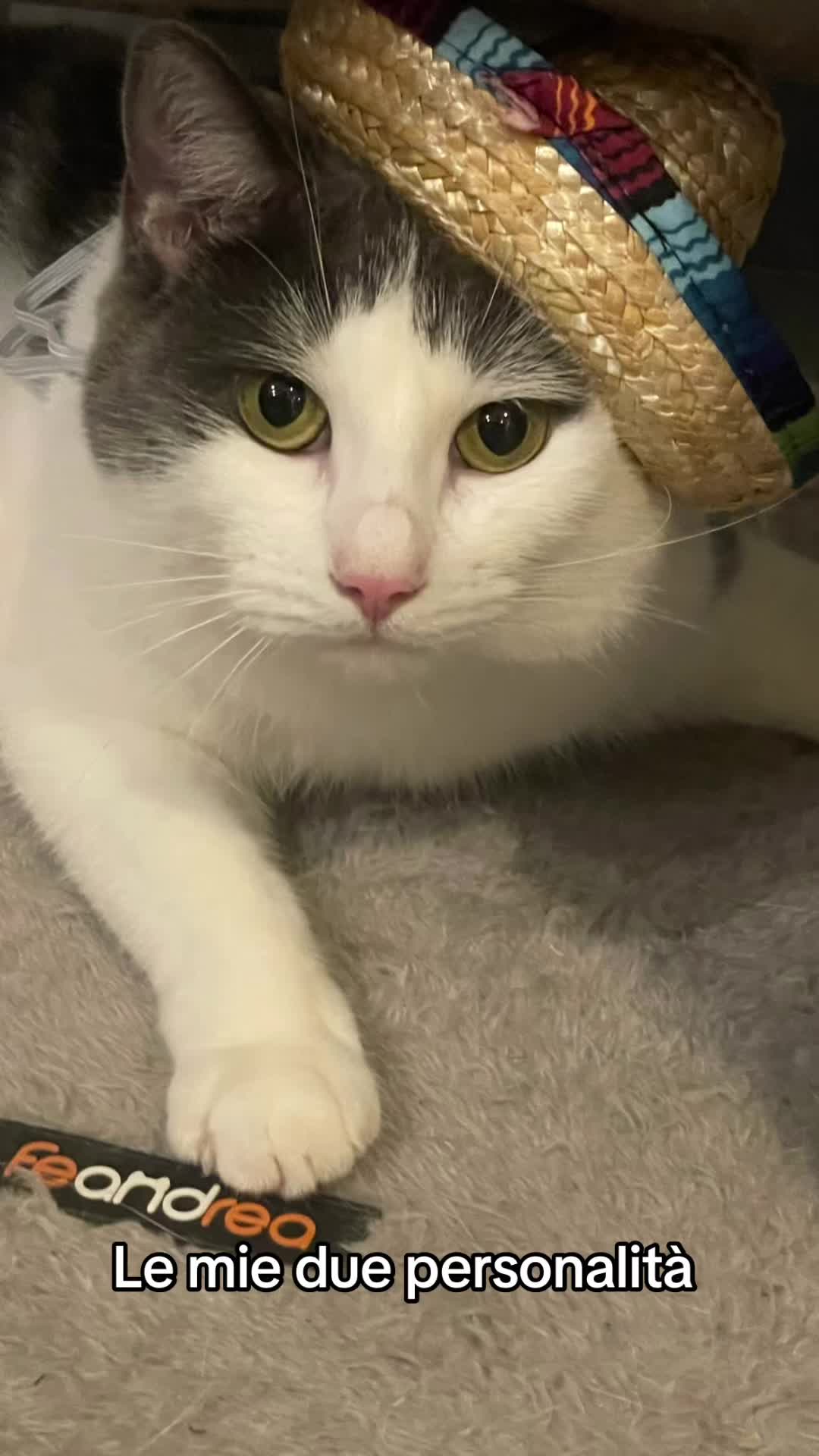 @ronnie_the_cat_be 💎