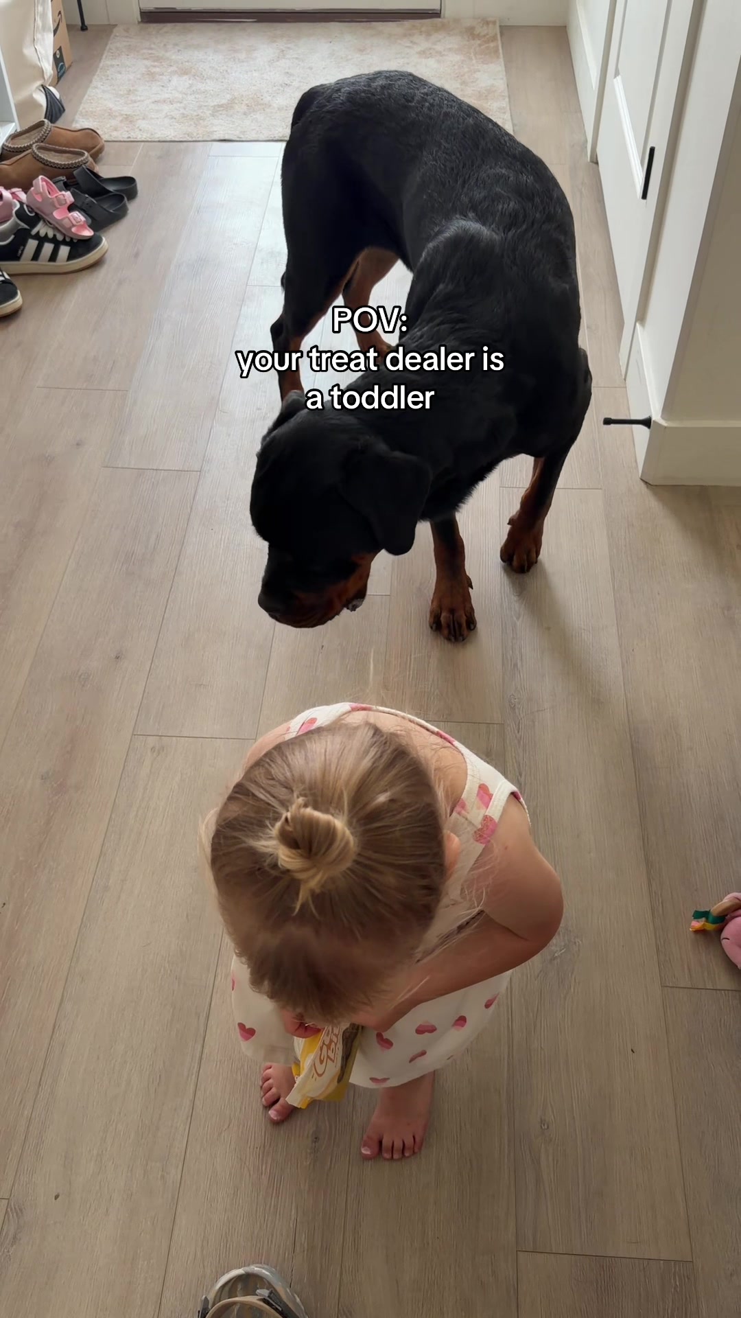 @Rex the Rottweiler