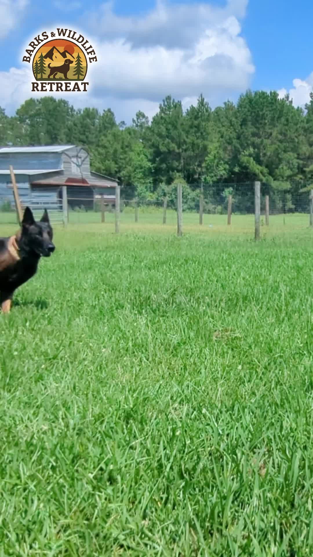 @Barks & Wildlife Longville LA