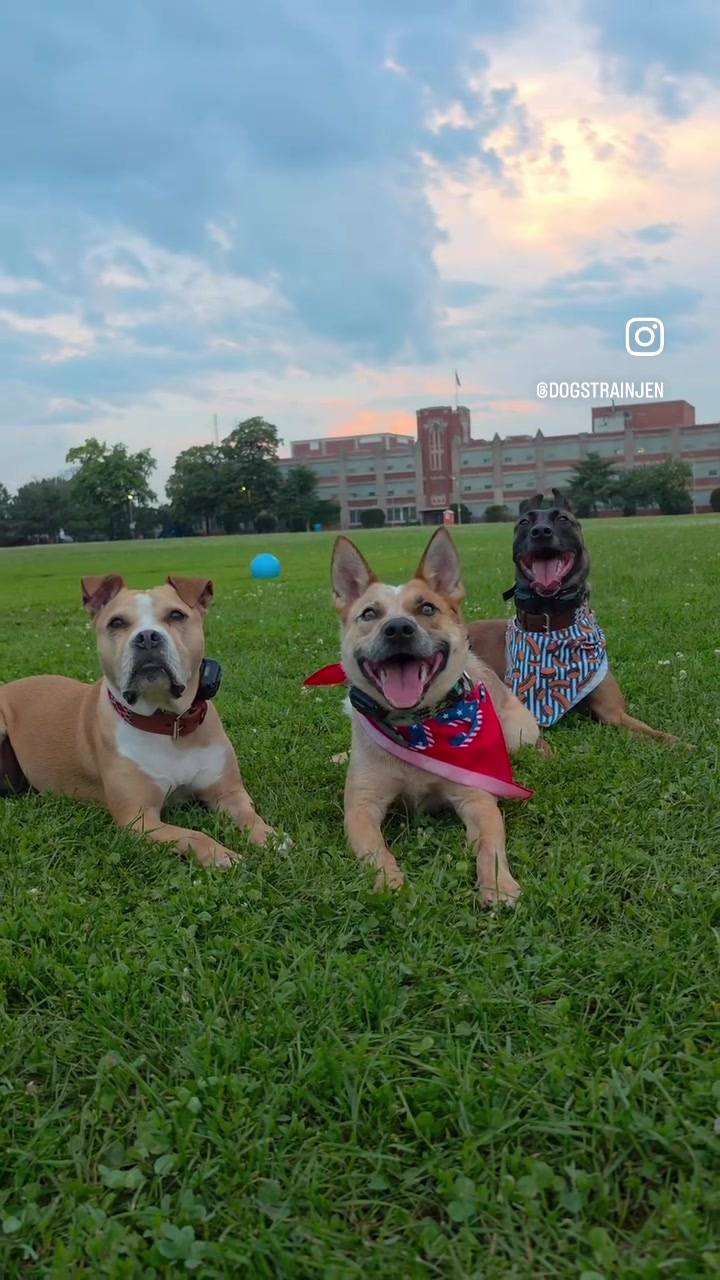 @dogstrainjen