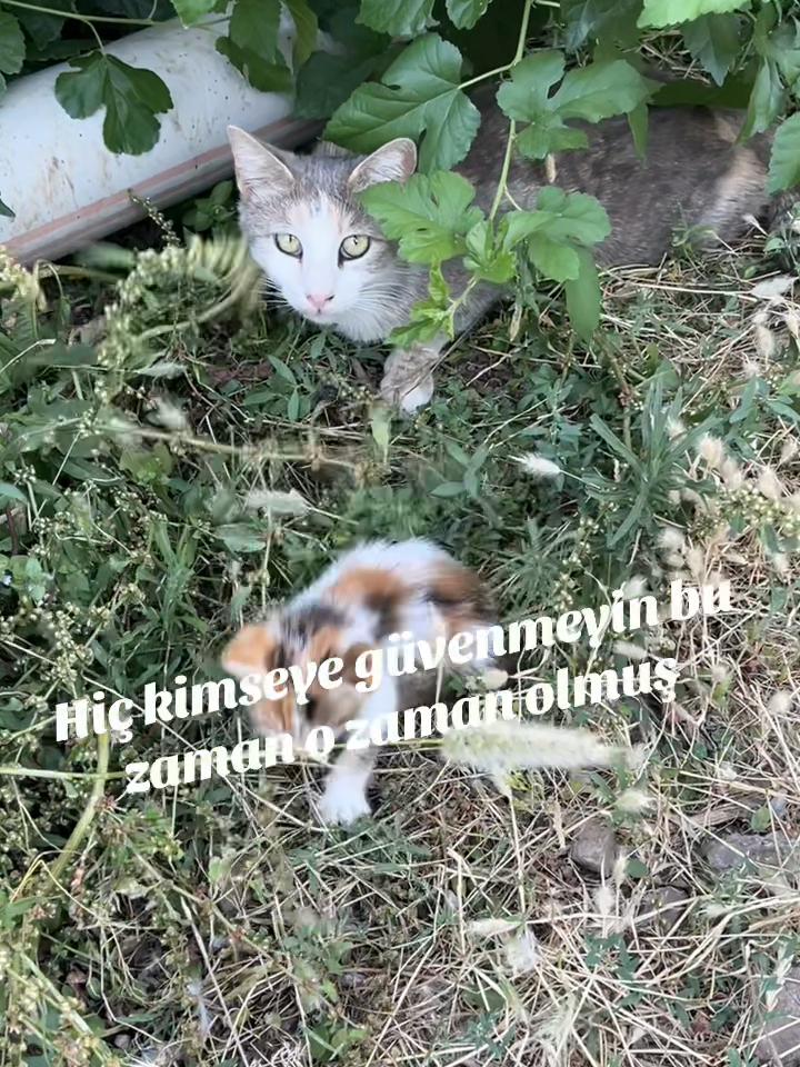 @Mesut Ergül