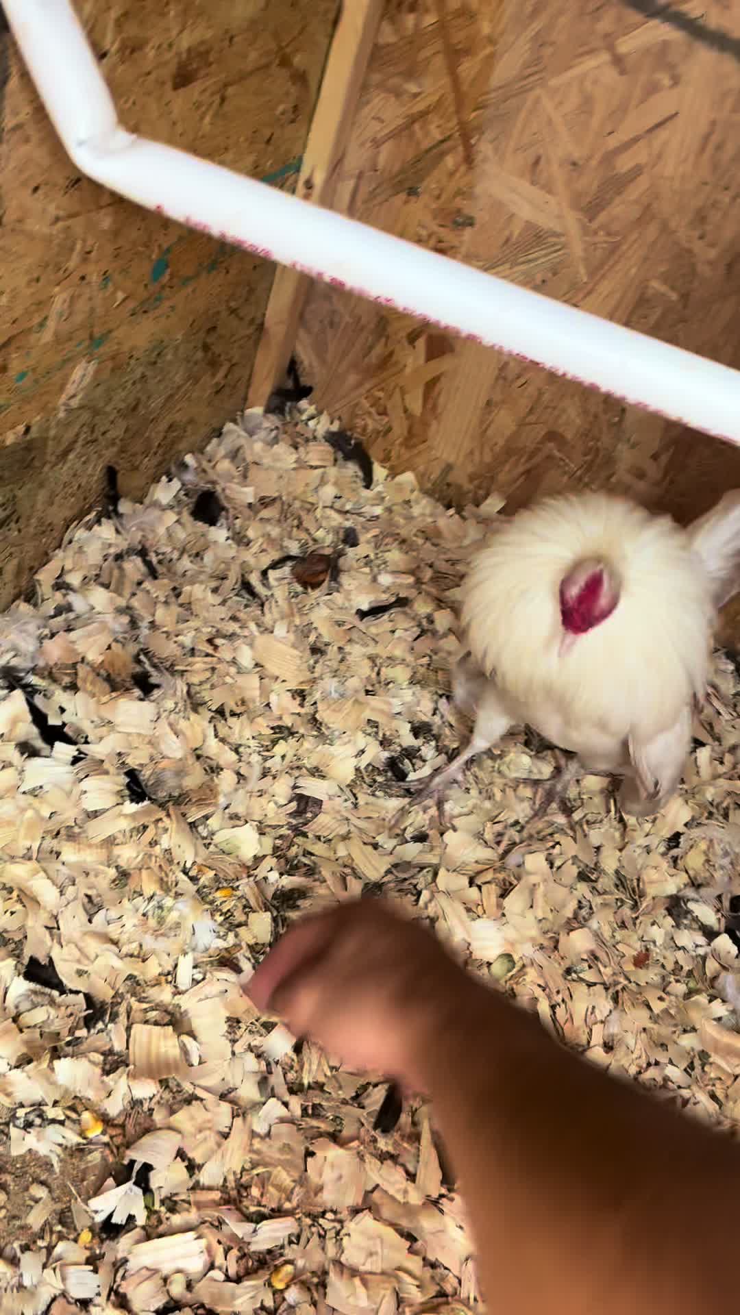 @FARMING.MM56