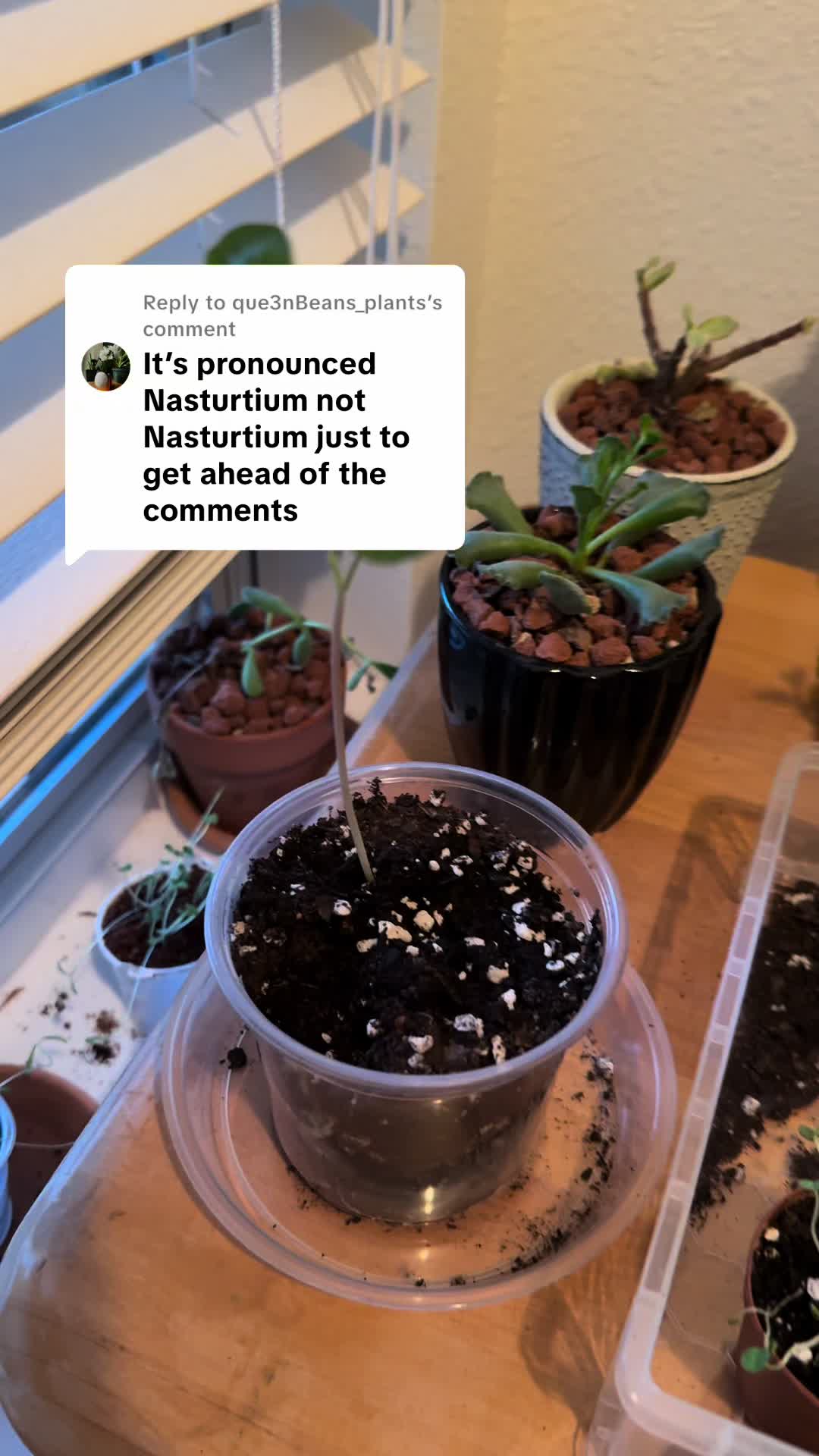 @que3nBeans_plants