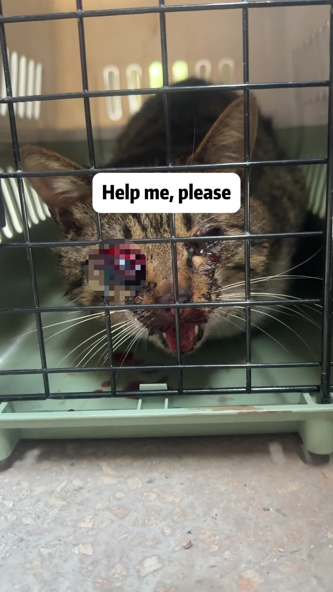 @Stray Cat Talkz
