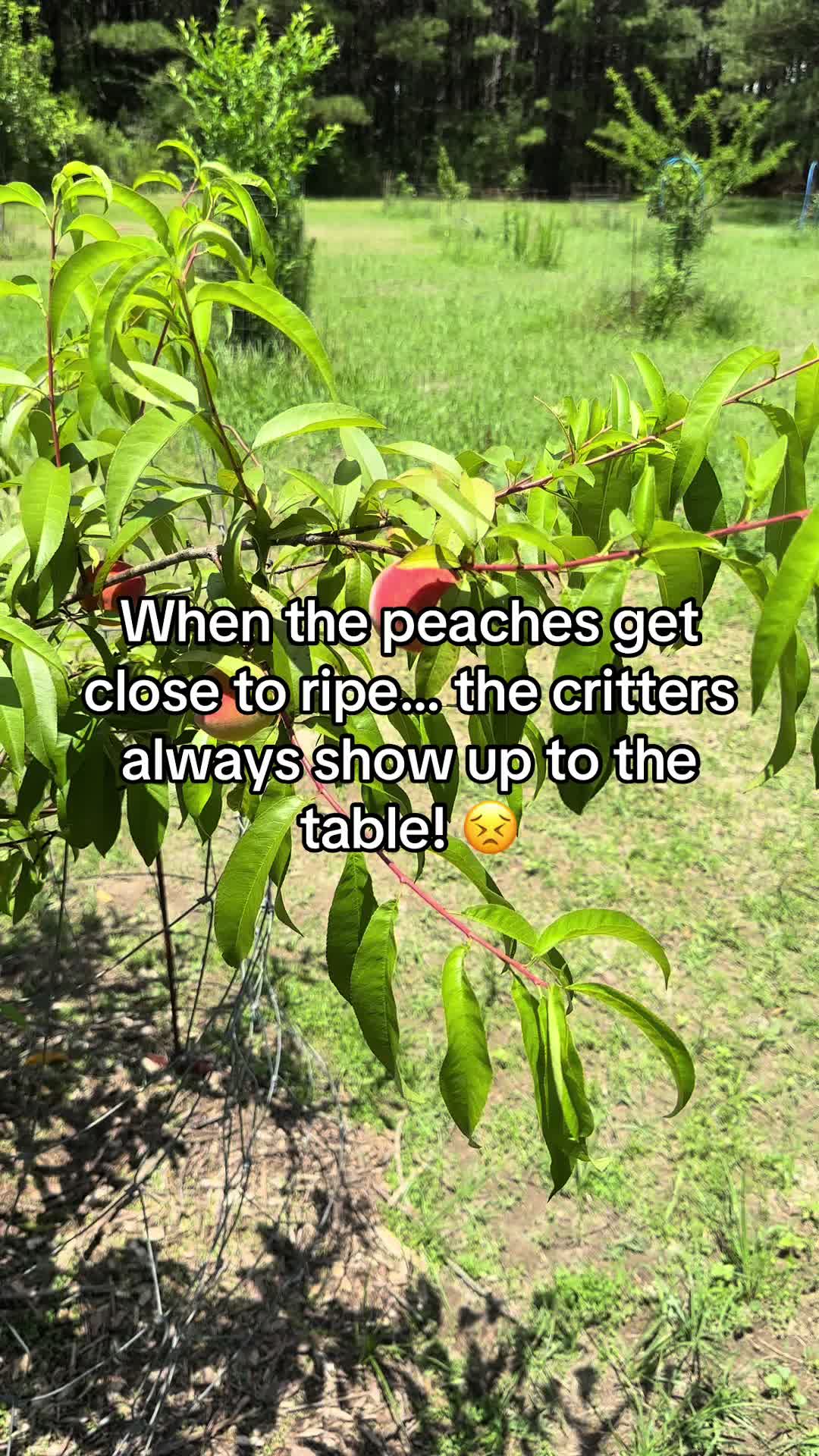 @Old_Stillmore_Homestead