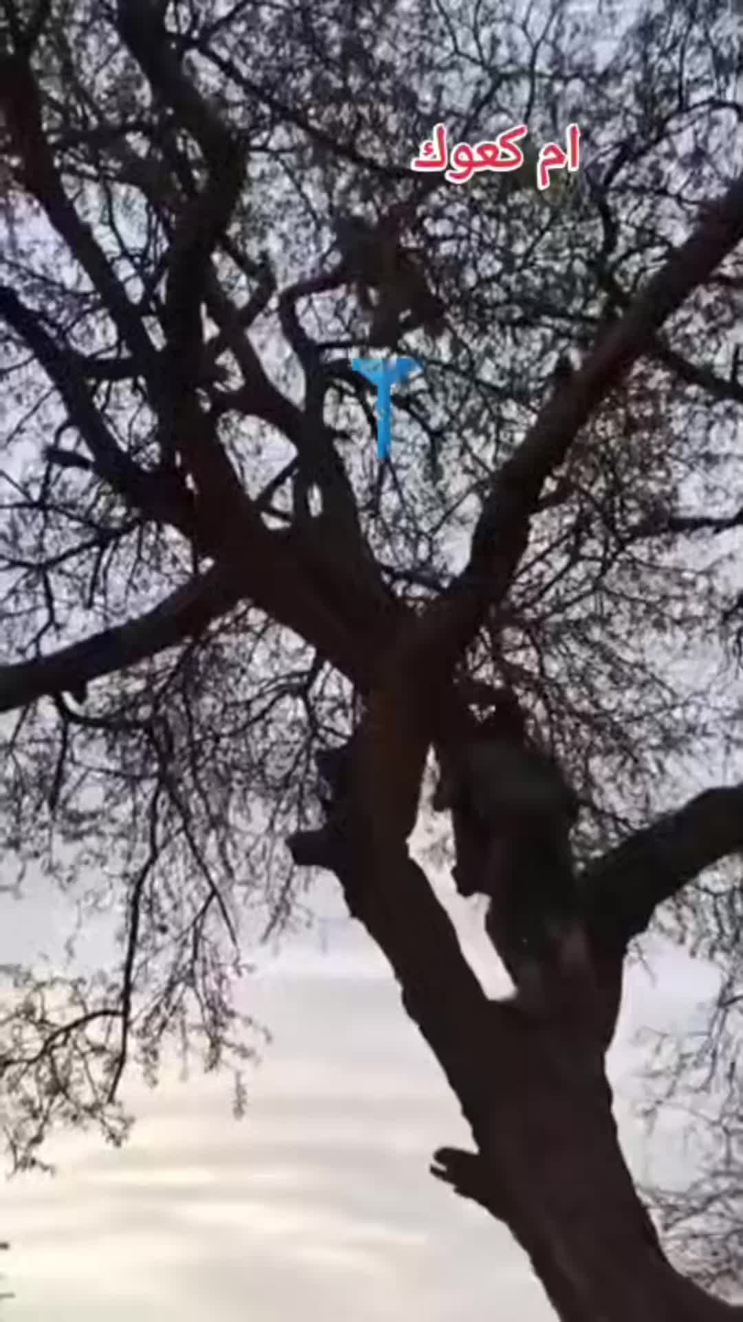 @moubarak