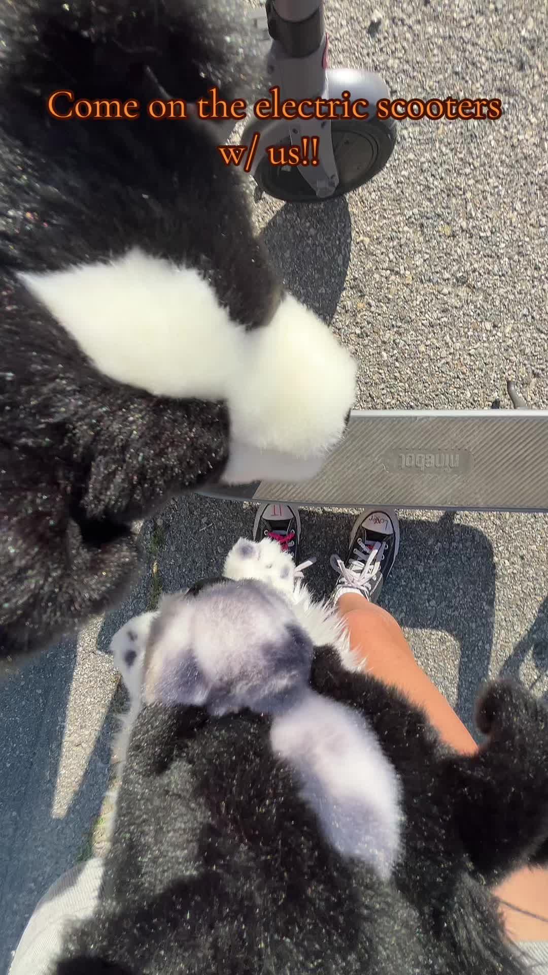 @‼️ 🐕🦺𝓸𝓹𝓪𝓵+𝓱𝓸𝓹𝓮✩🎧🎸