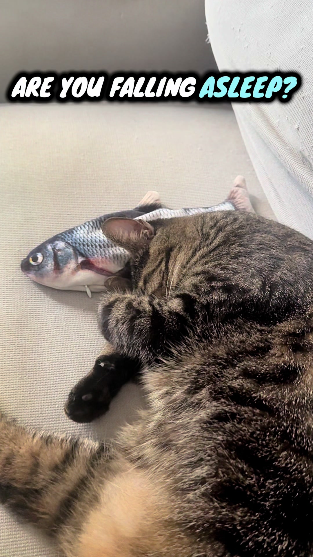 @TailsandWhiskersCo