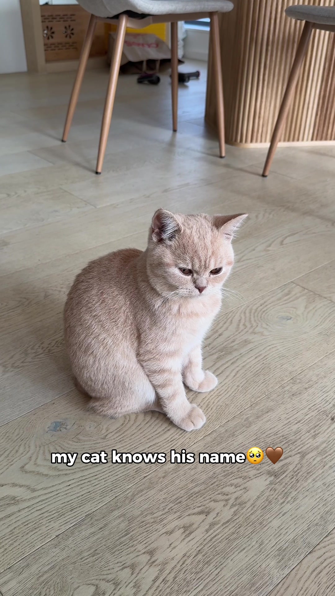 @Chuchu The British Shorthair