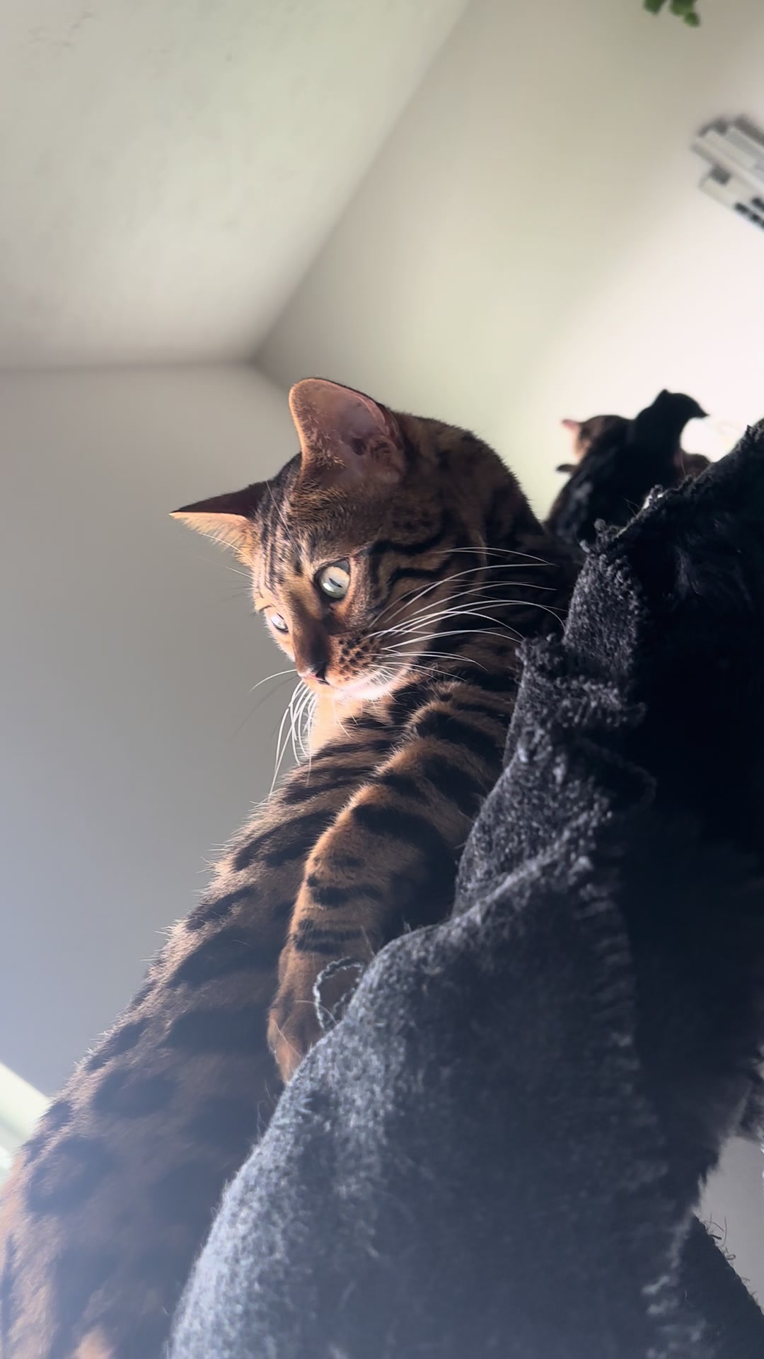 @Tiny Leopard Cats