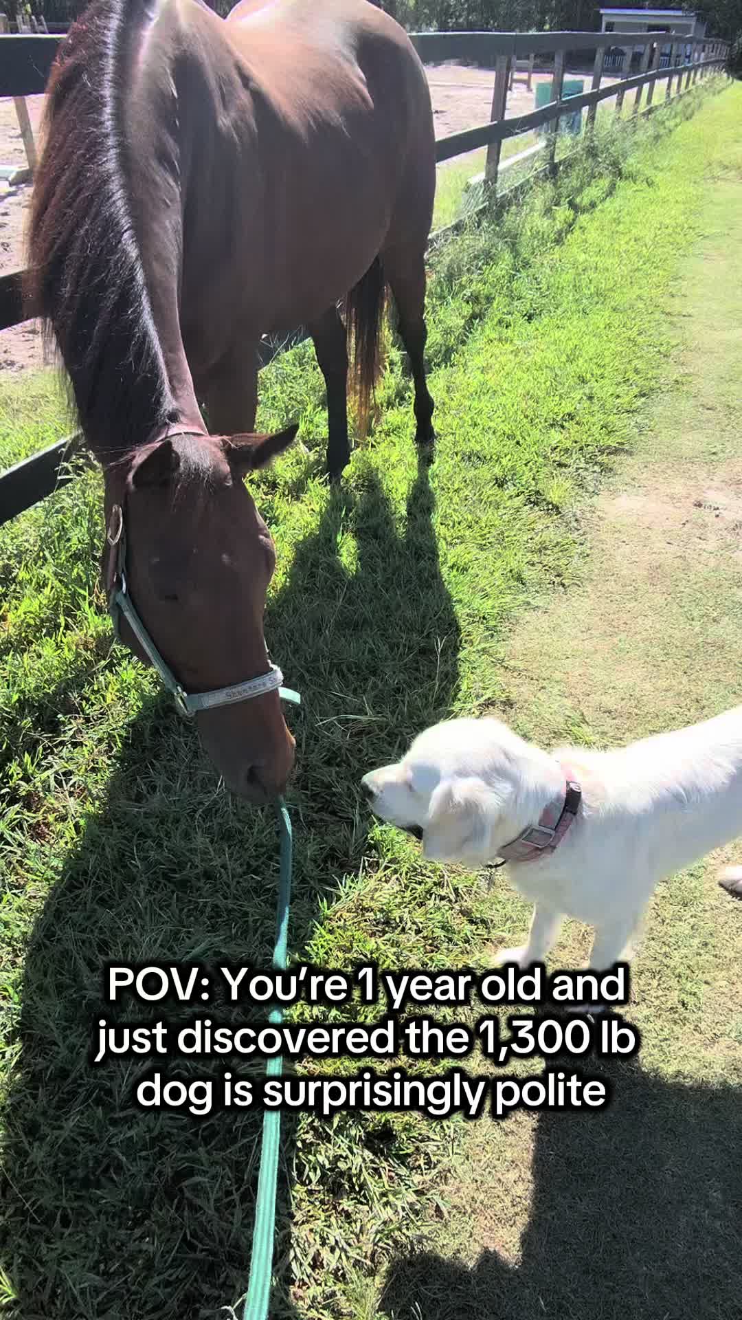 @Lacy & Shooter the OTTB