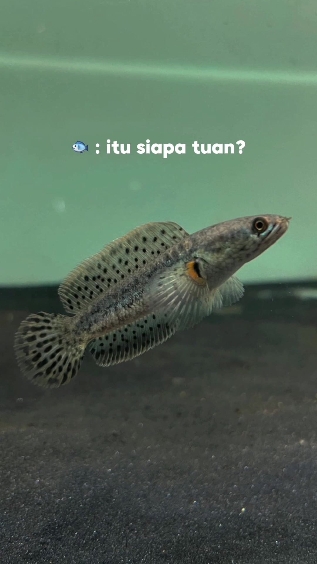 @fajararief12