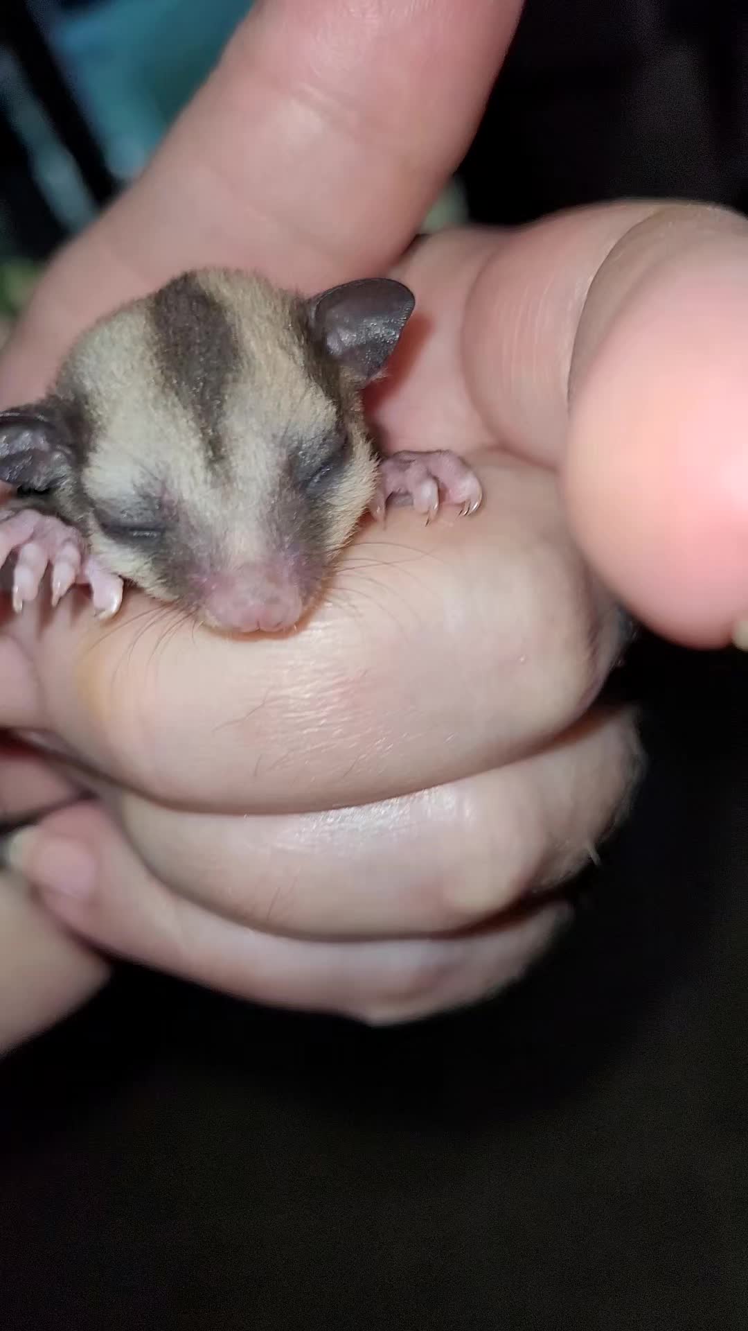 @My Little Exotic Zoo