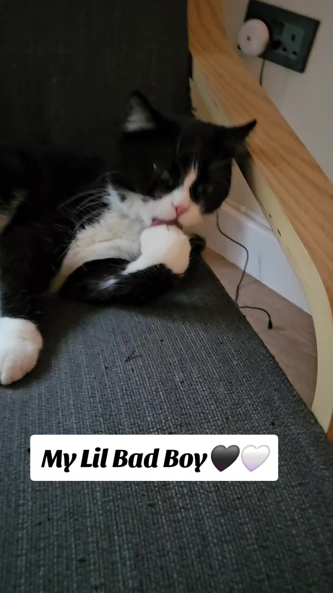 @Milo Boo👑💙