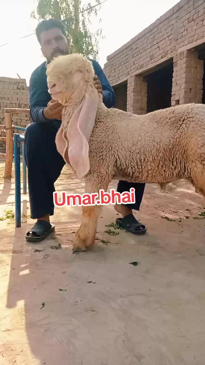 @Umar Farooq