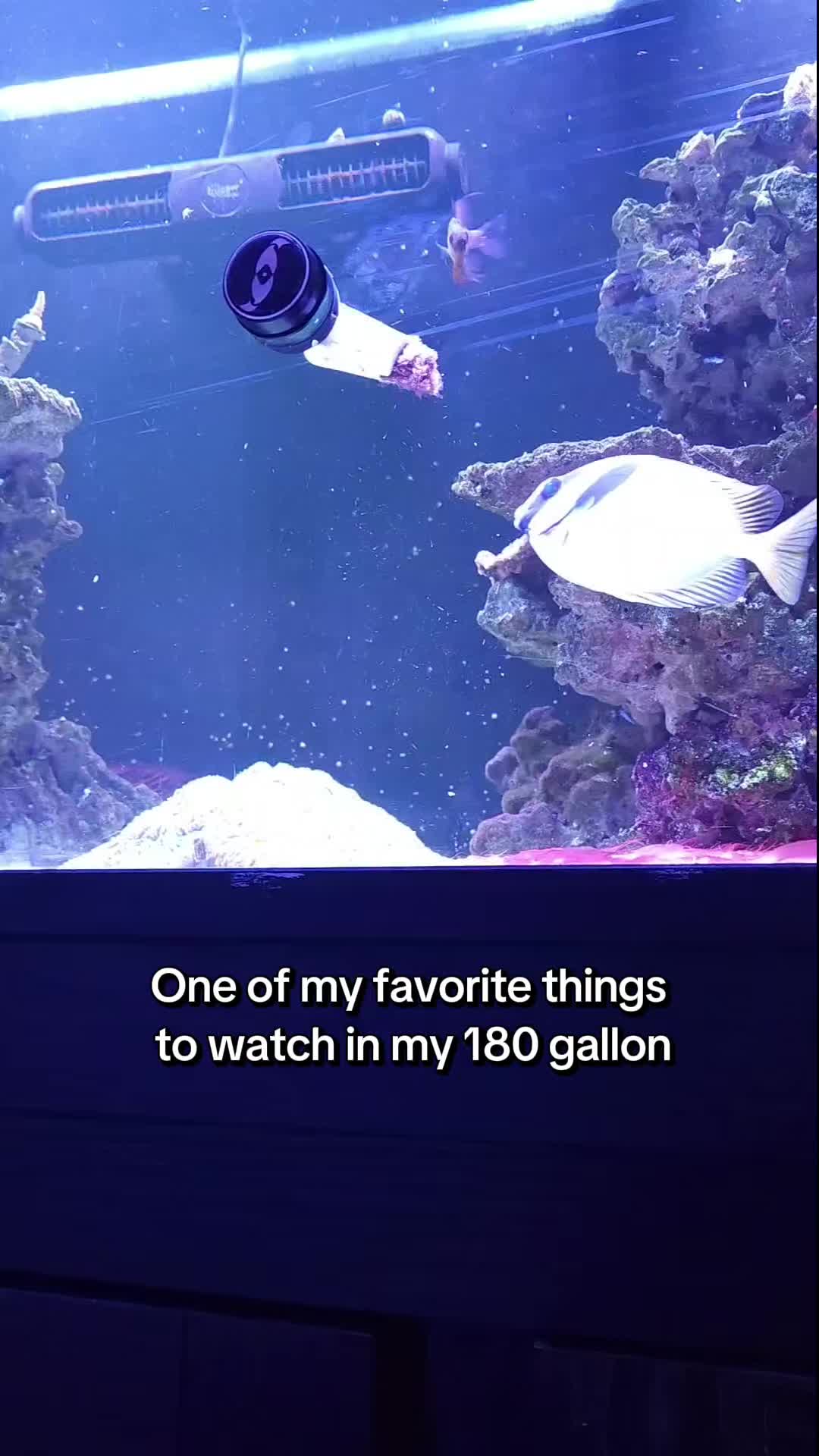 @Mike's Reef Tank