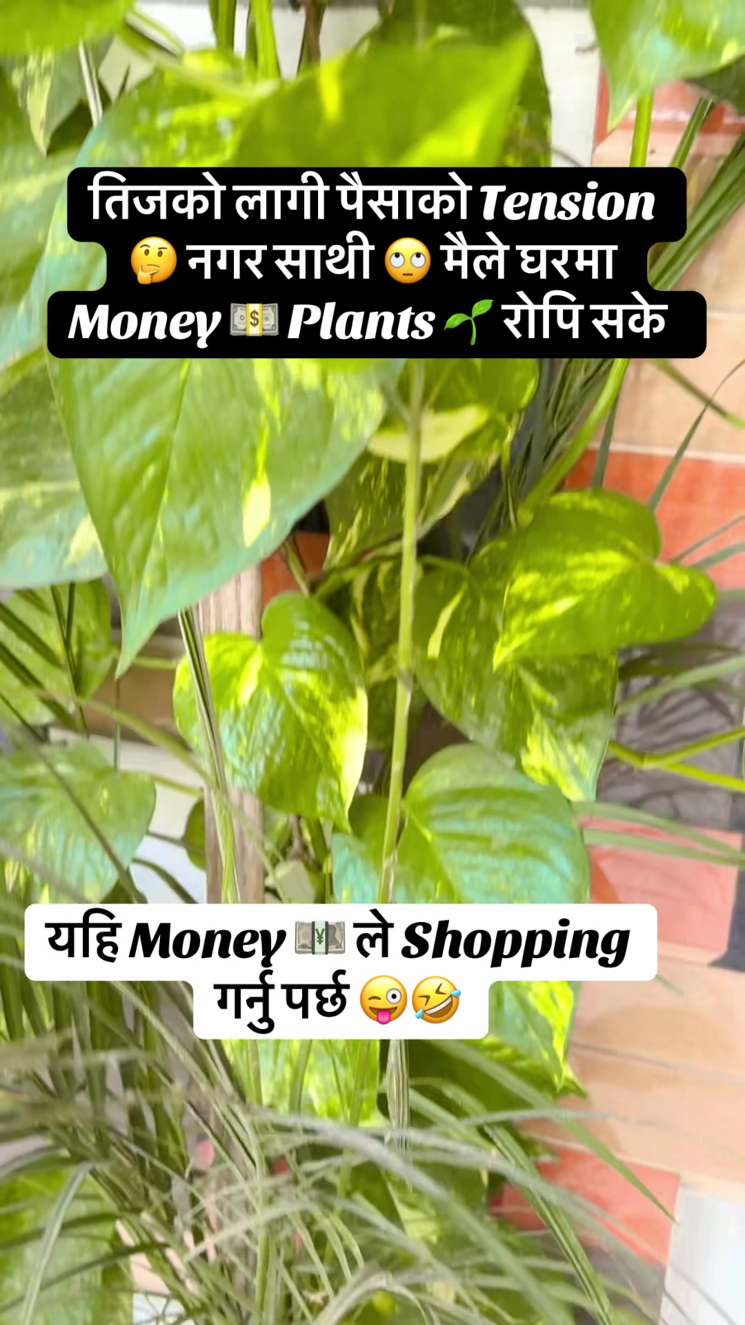 @Sulekha