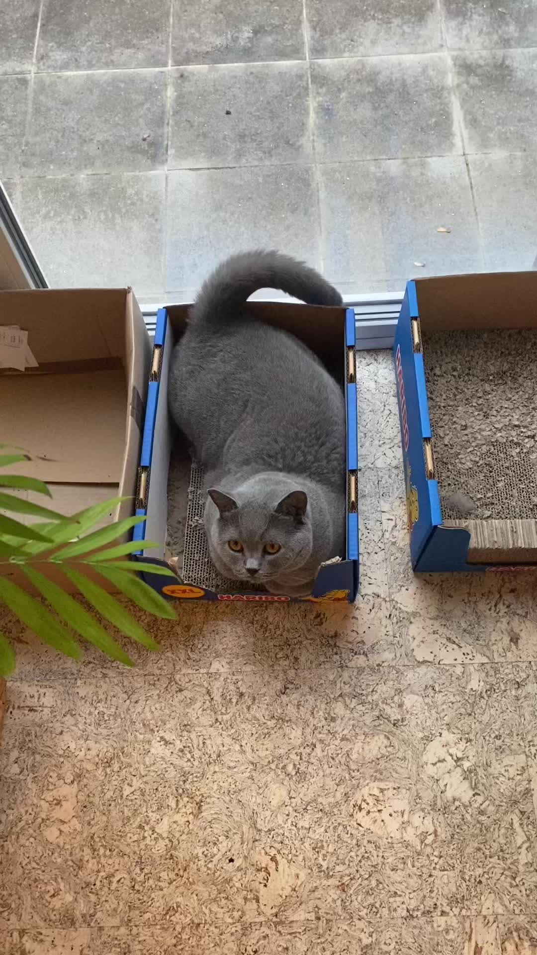 @😸