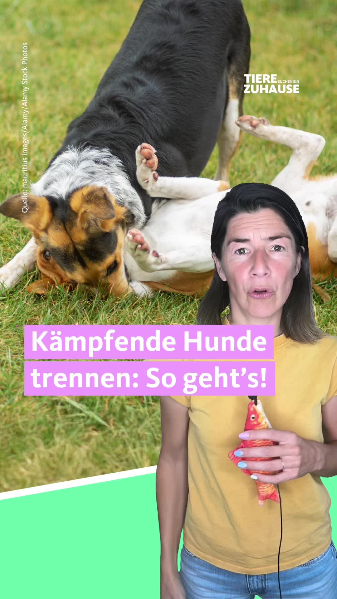@Tiere suchen ein Zuhause