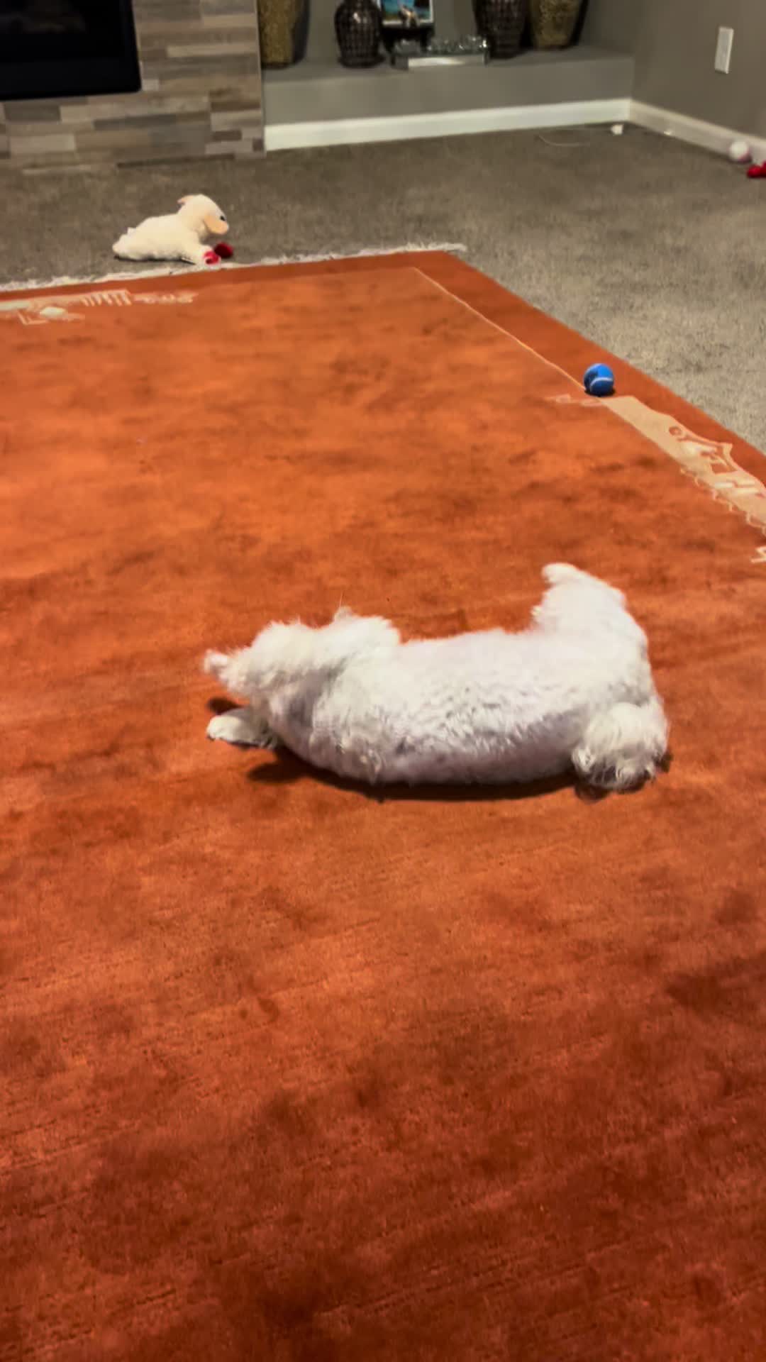 @Messi The Dog