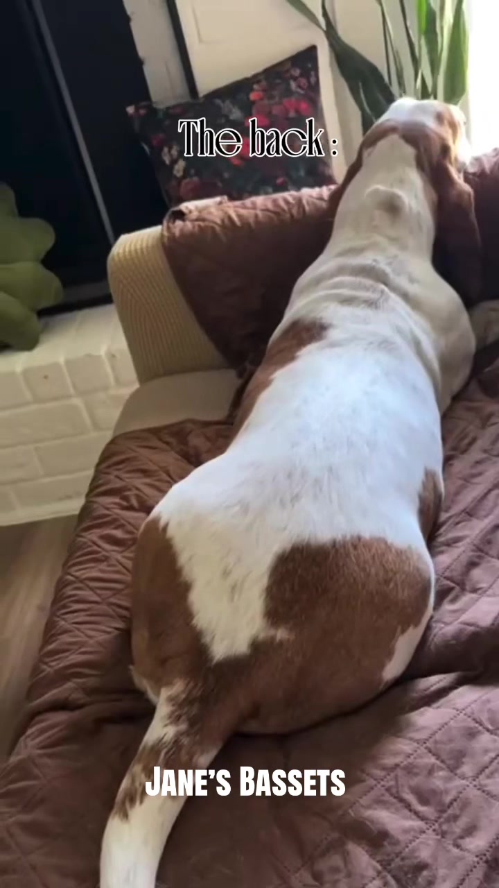 @Basset Hound Pups For Adoption