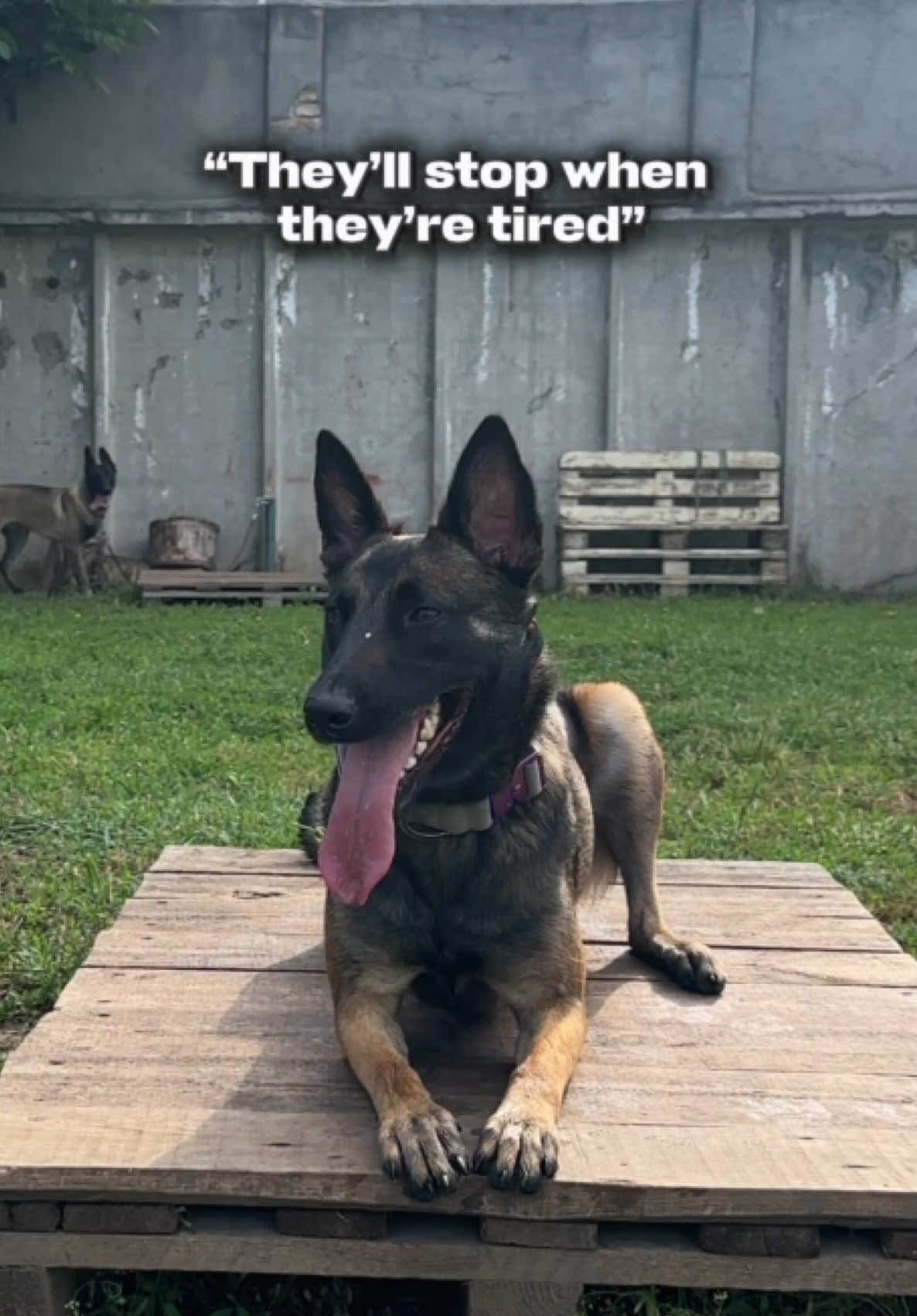 @malinois_edition