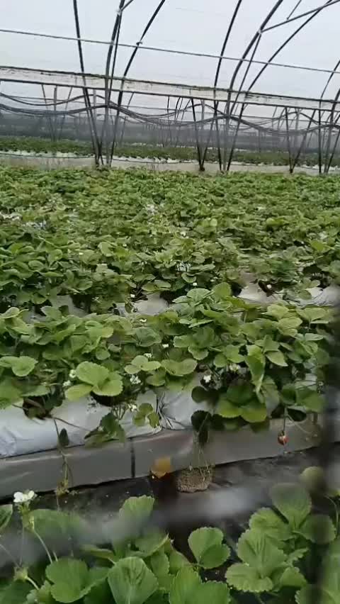 @Sana Ishaque Khan