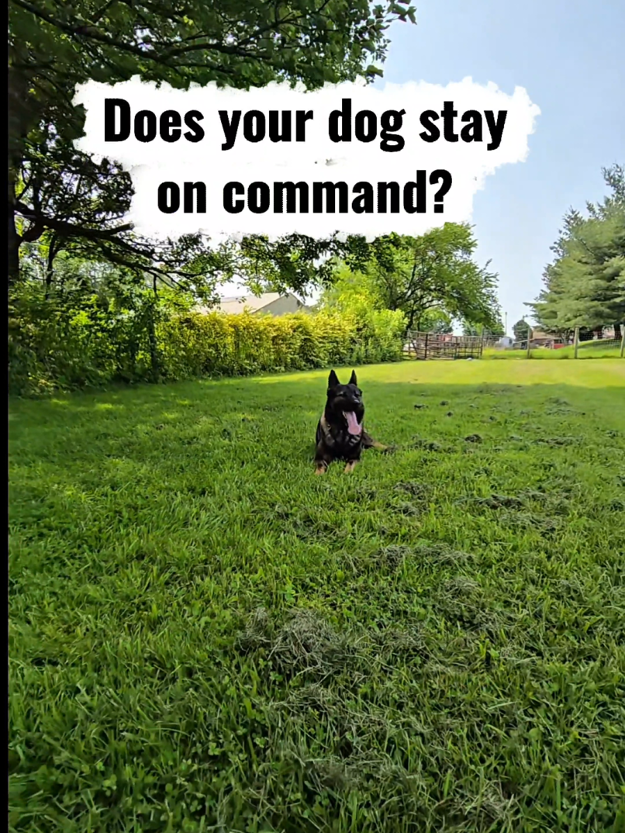 @Monster Made K9 Training💪🏽👹