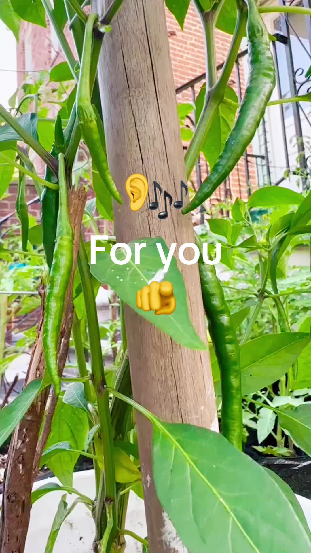 @Grace’s garden