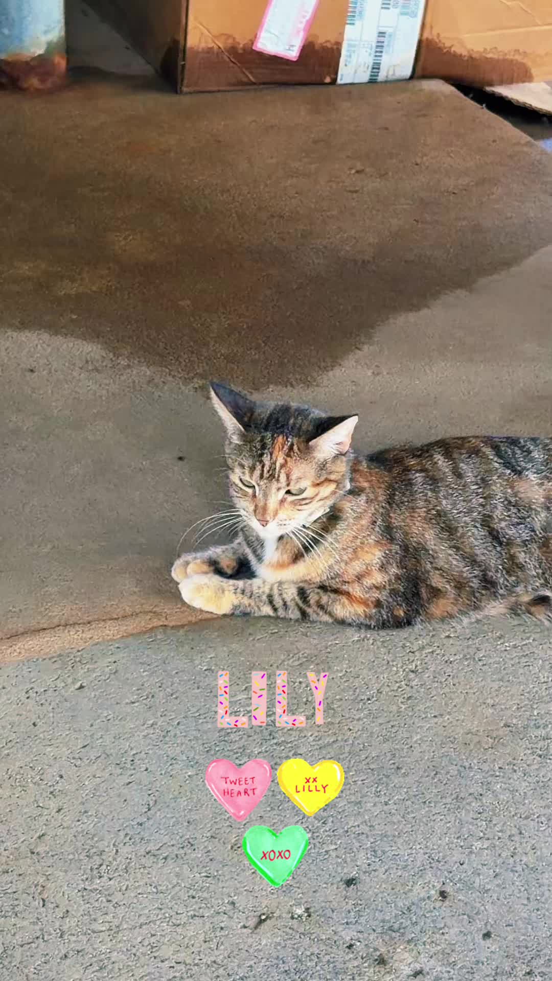 @Amri Gatitos
