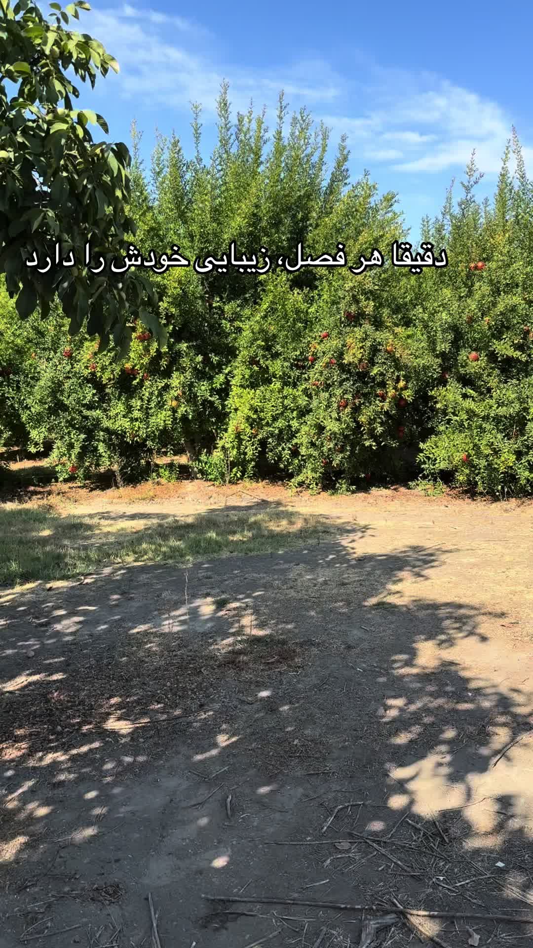 @shakiba Noori