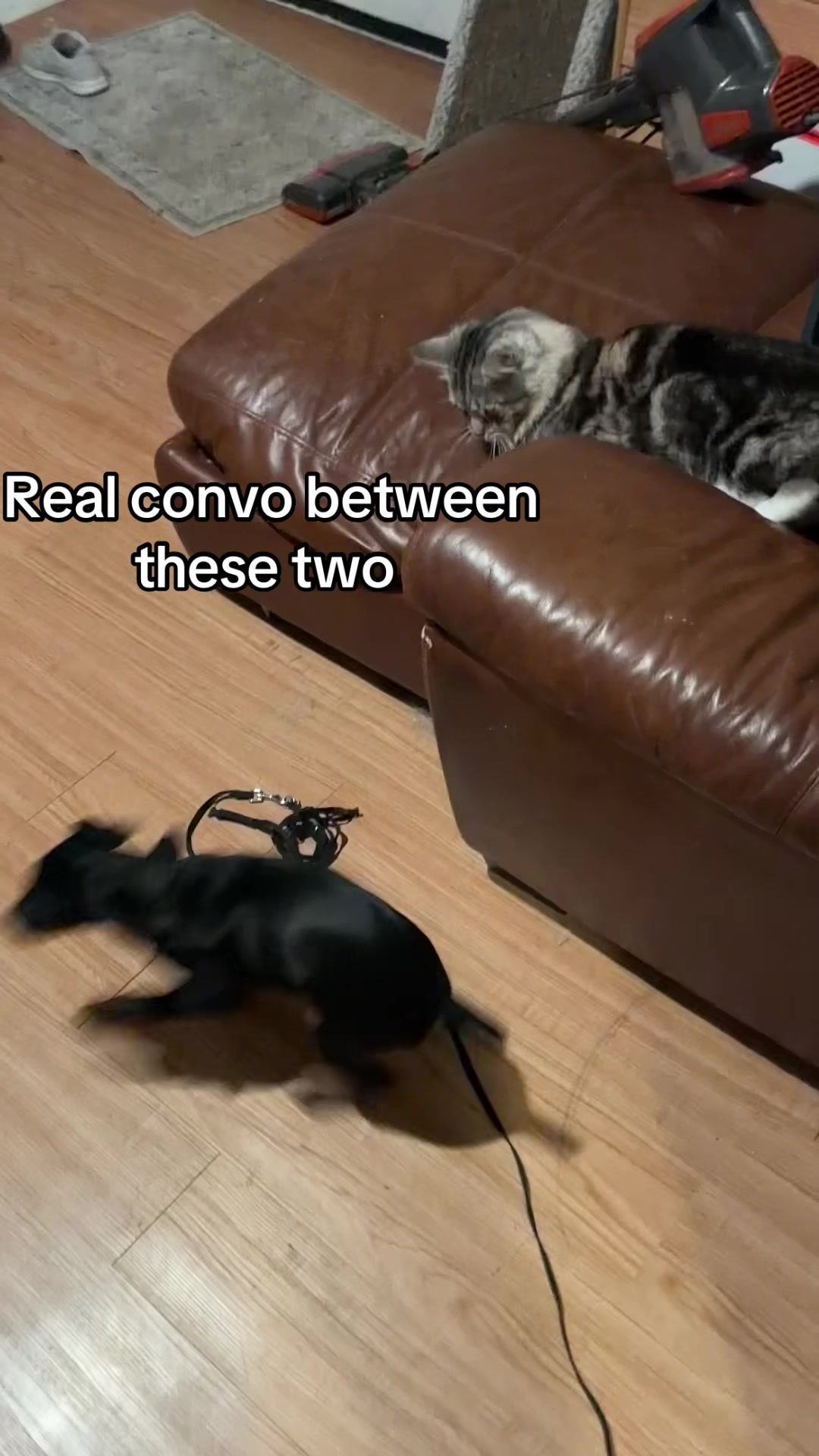 @jagdshit