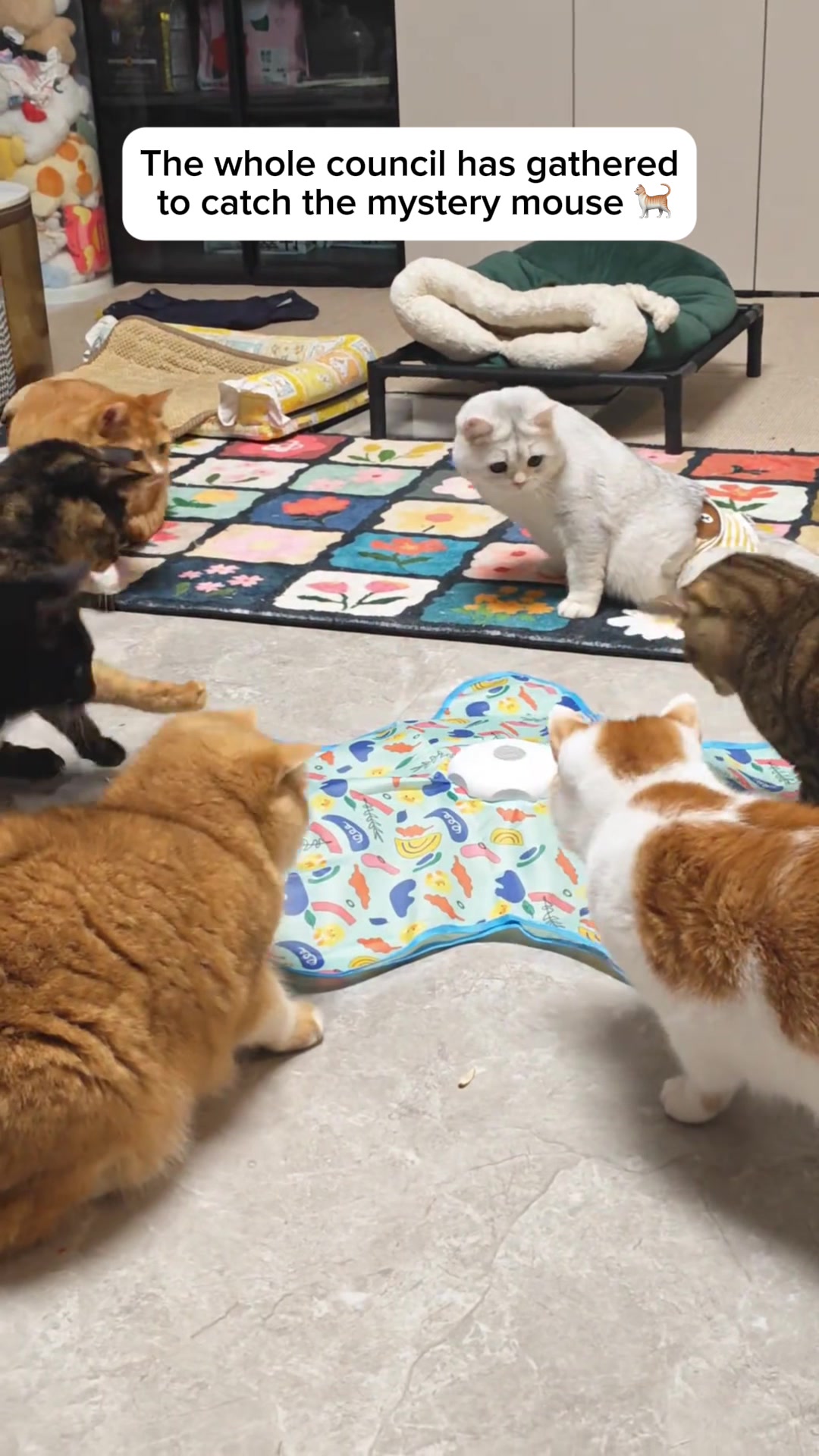 @Purrfect Oasis