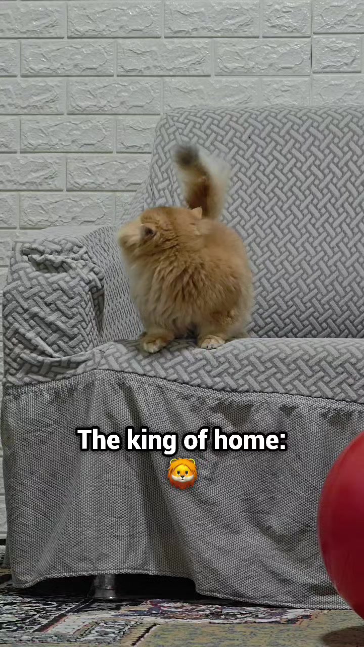 @سێ پشیلەکە🐾