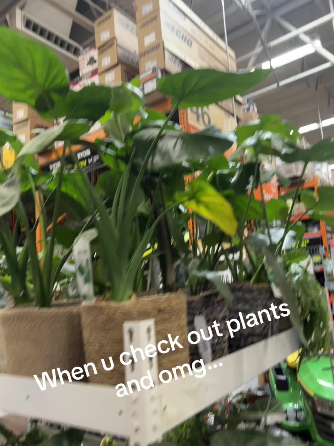 @High Maintenance Botanist
