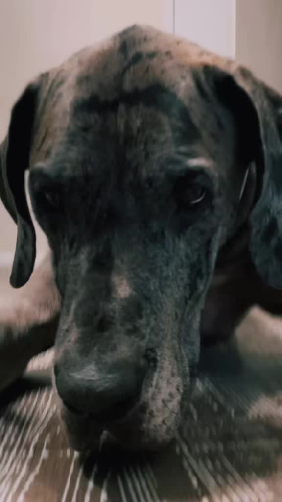 @Unschool the Dog