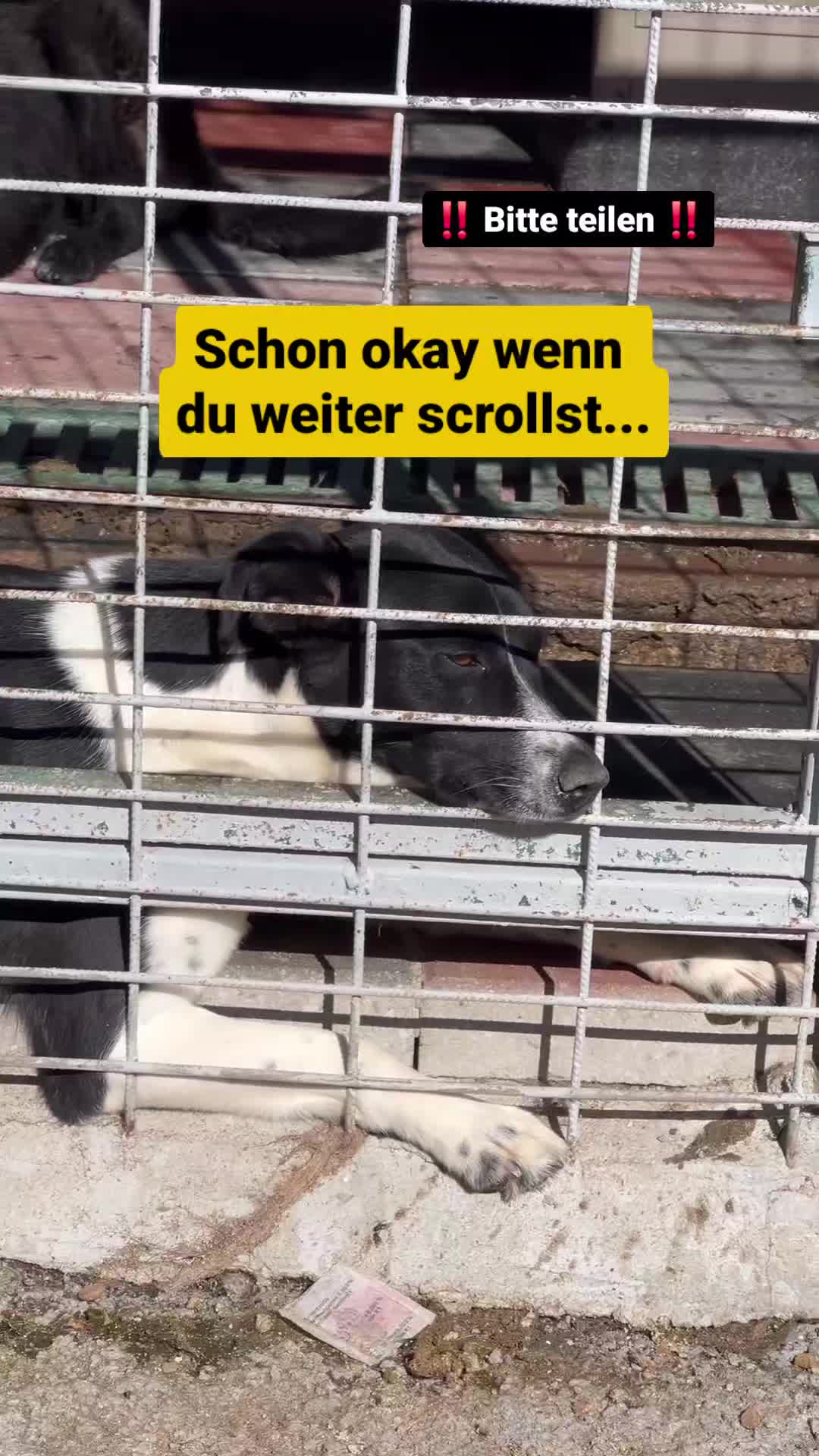 @Hunderettung Europa