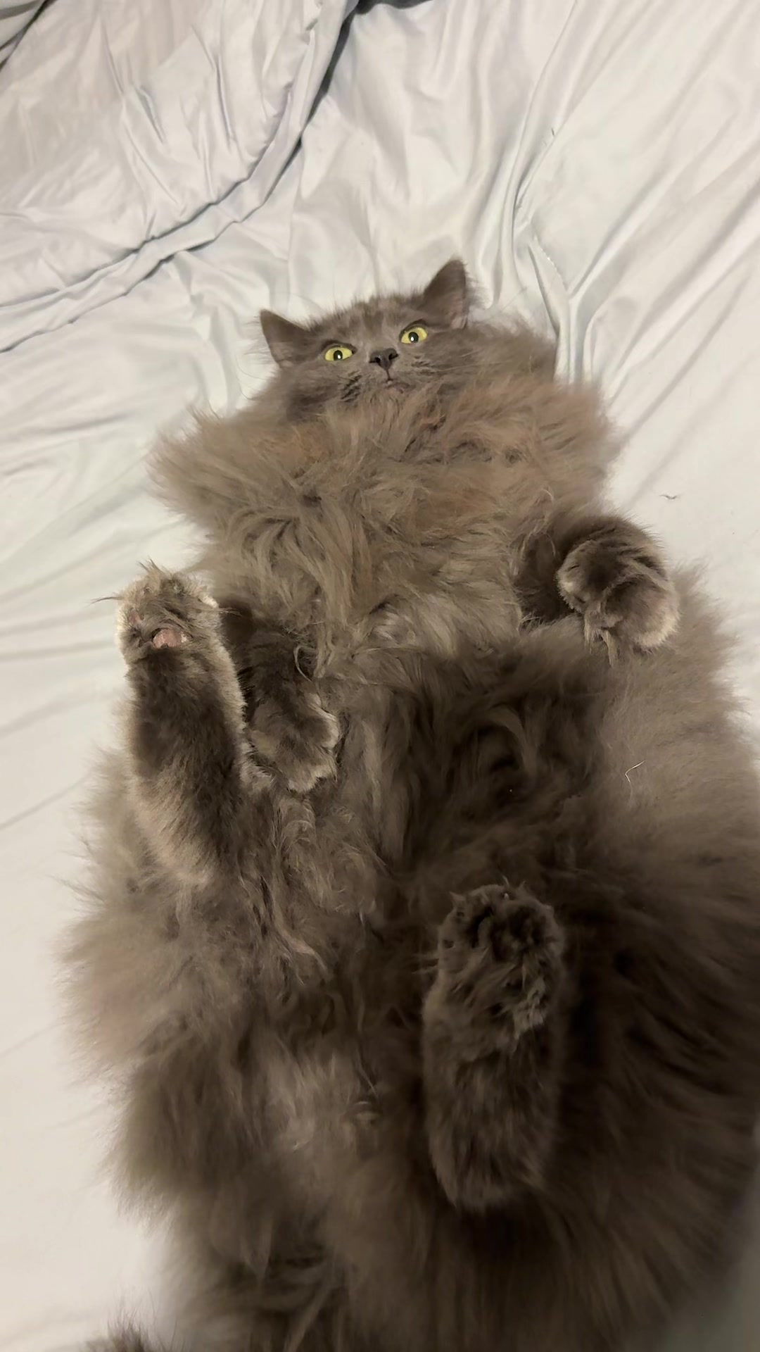 @TitoNTati 🐾