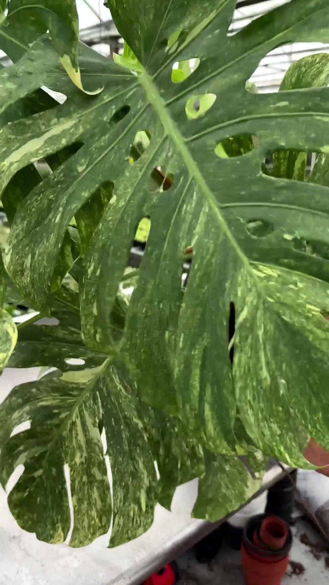 @BWH Plant Co