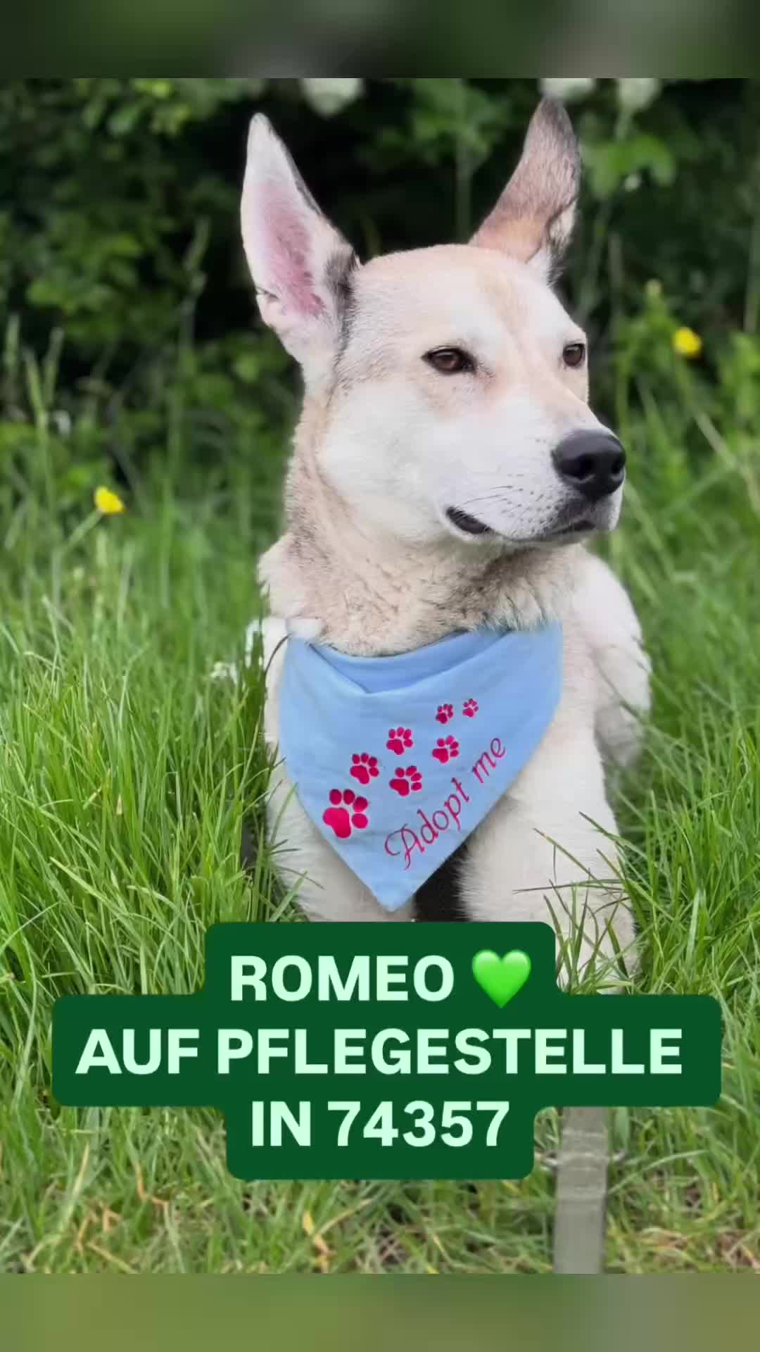 @Hundeherzkommando 🐾