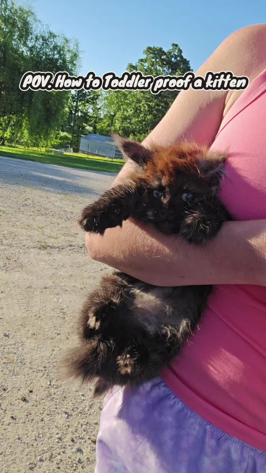 @@actionfarmsmainecoons