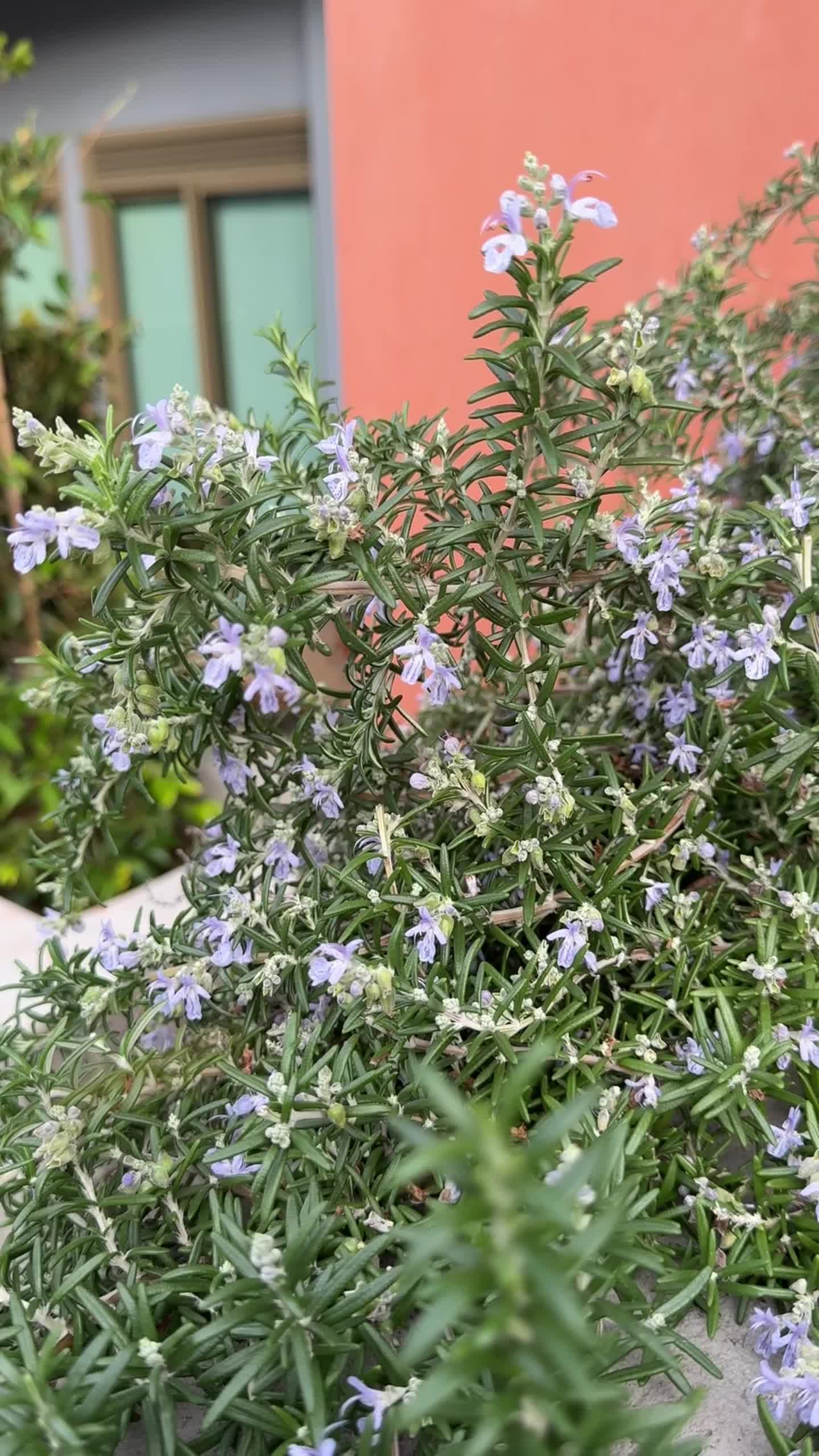 @Hello Hello Plants Nursery