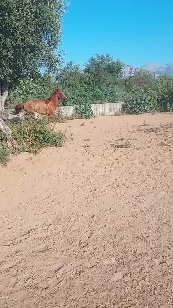 @scuderia vernagallo🐎 Palermo
