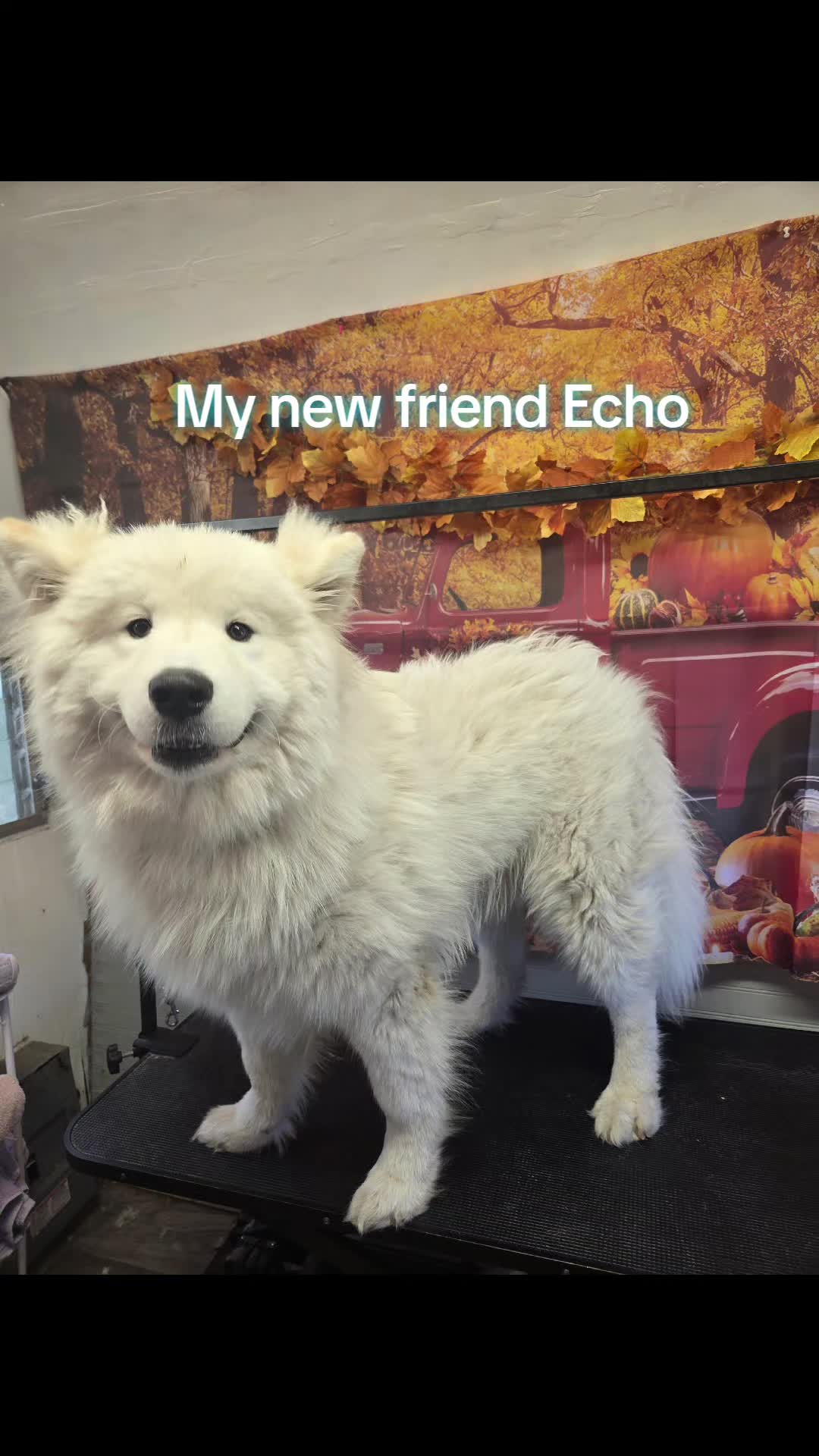 @Pet Stylist Christina