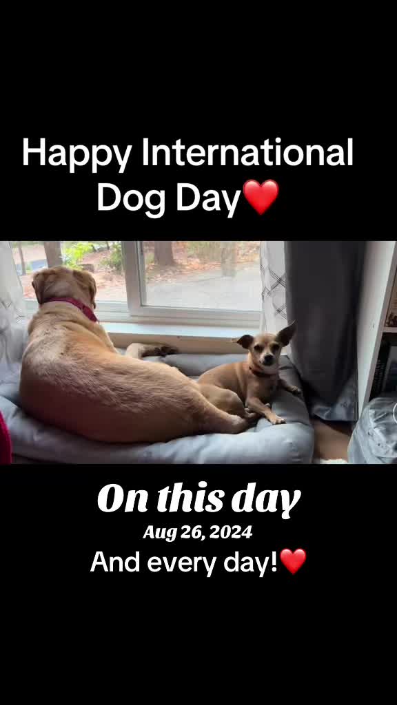 @LittleDog&Bogie
