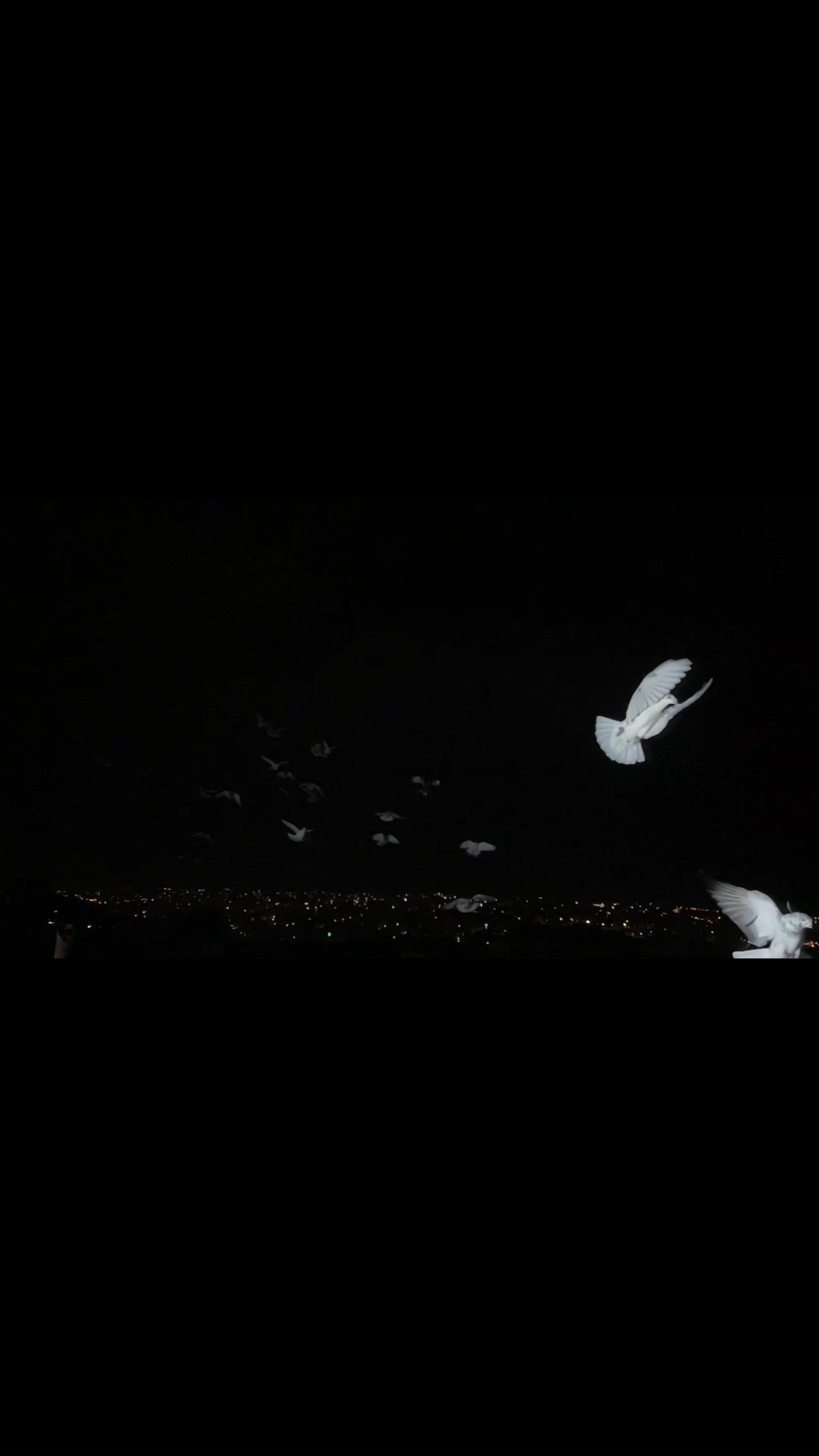 @Skybirdworld