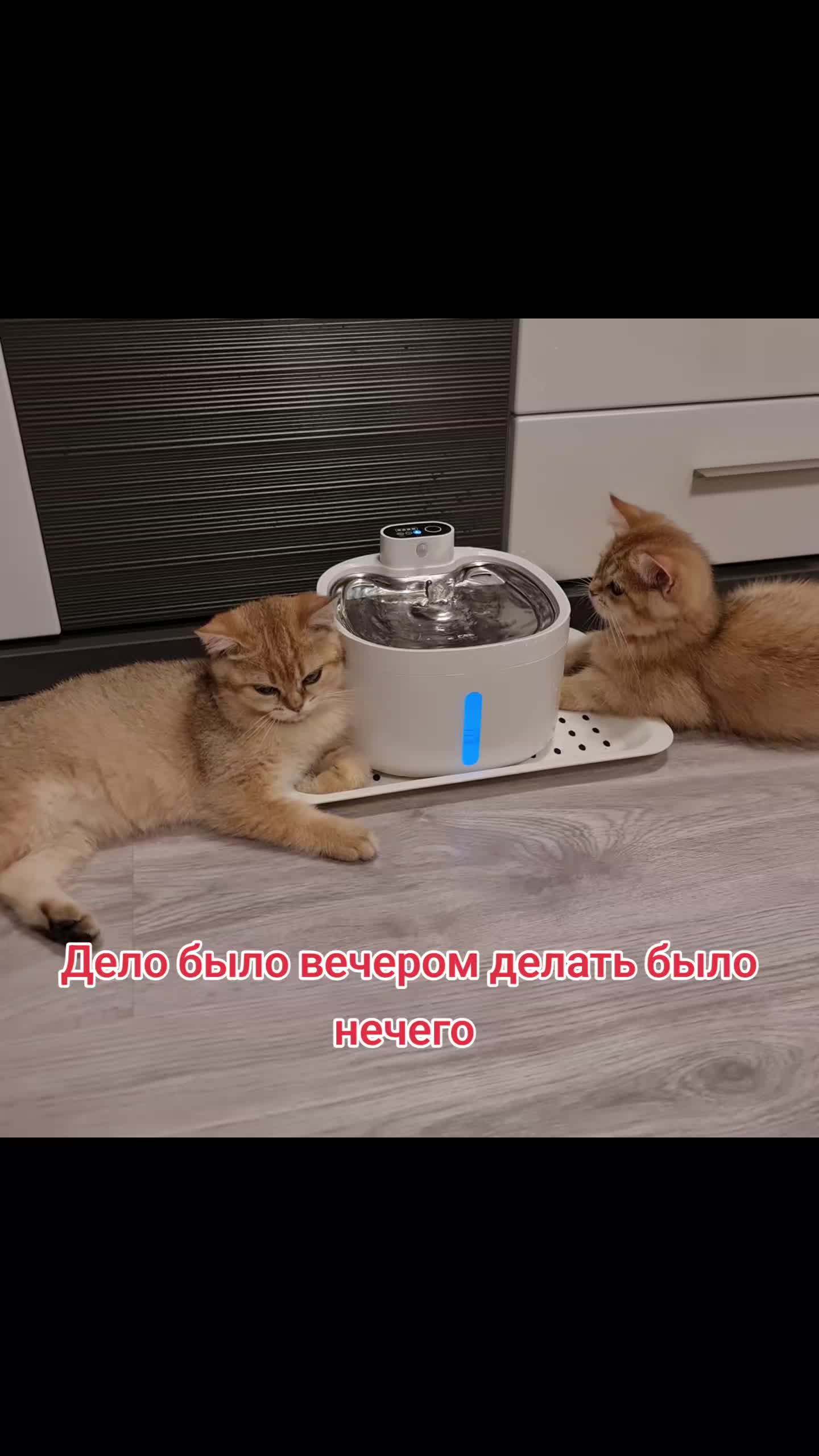 @LanaCats