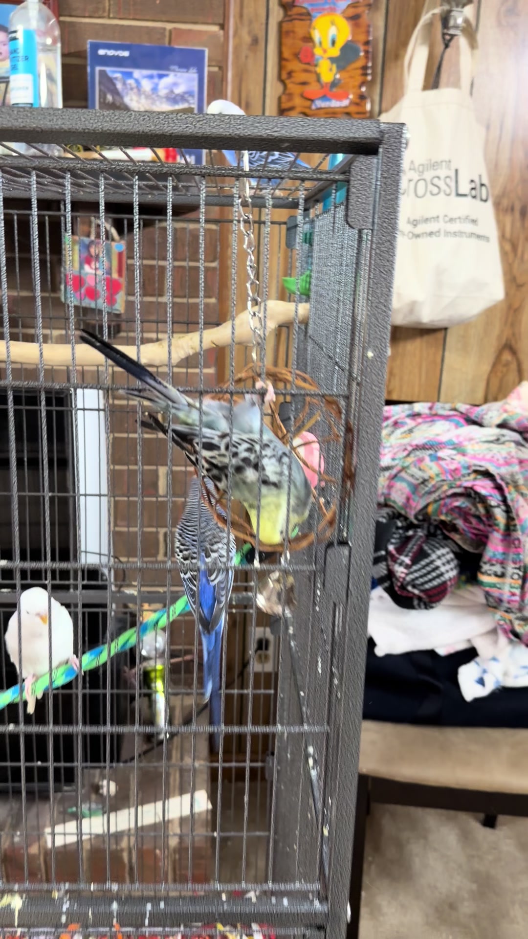 @PikaBoo & Friends 🦜