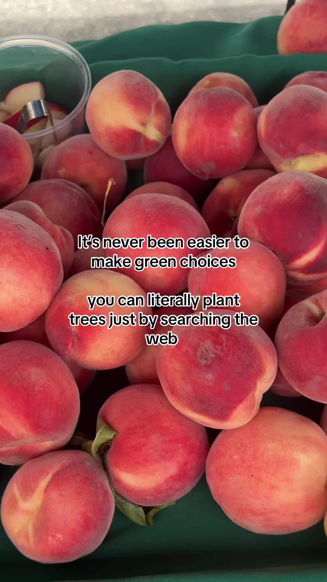 @amaliaplantstrees