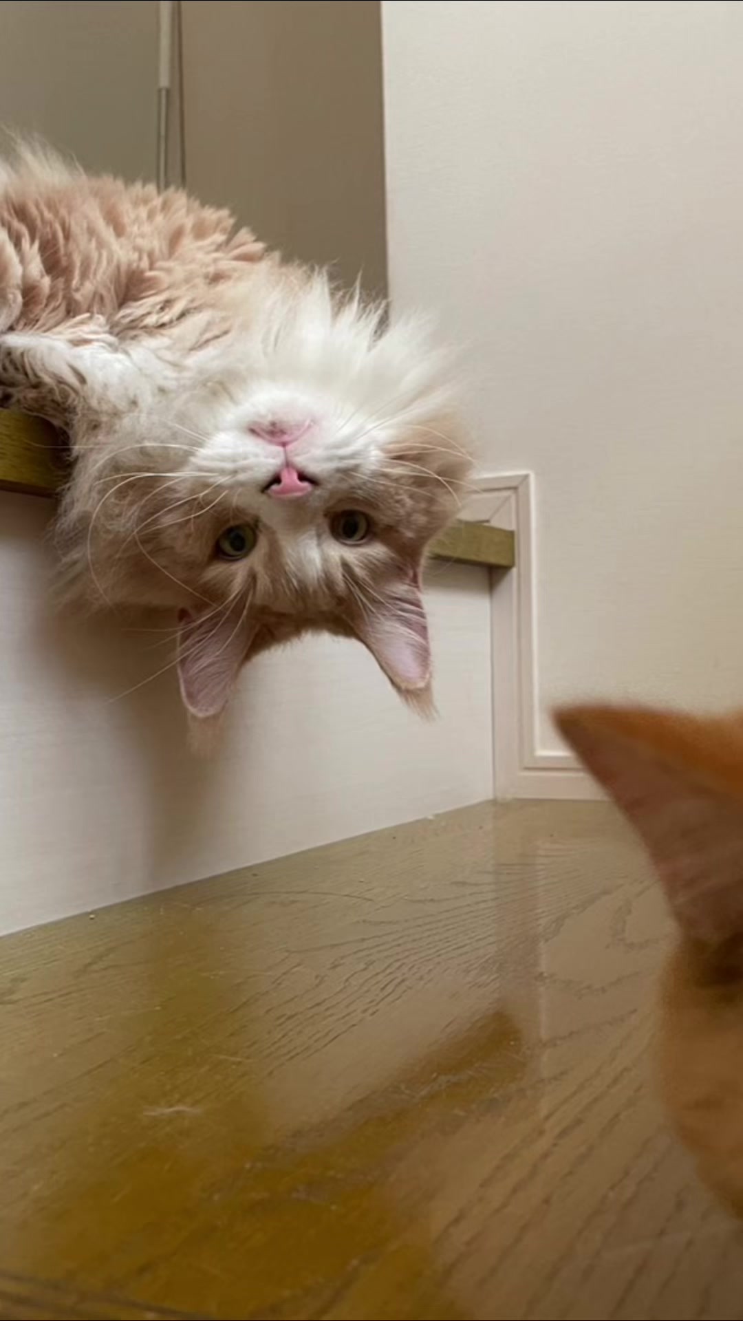 @大福兄弟😽